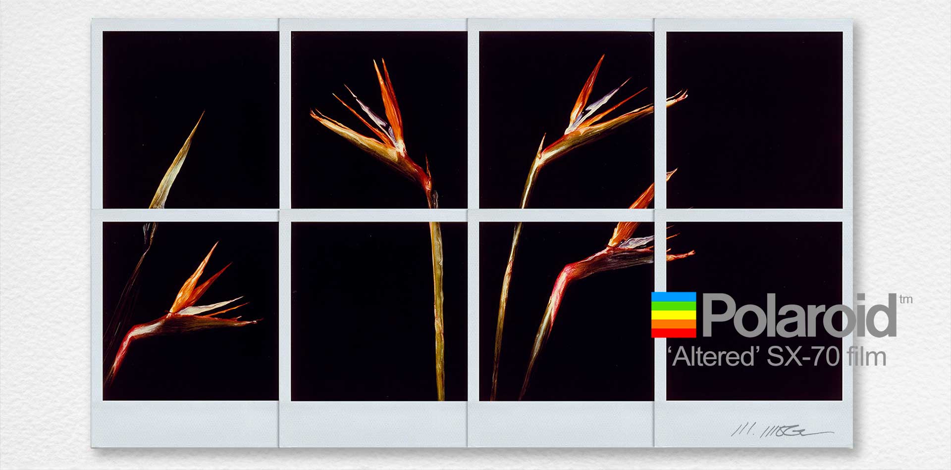 ©Mark Wegner - www.markwegner.com