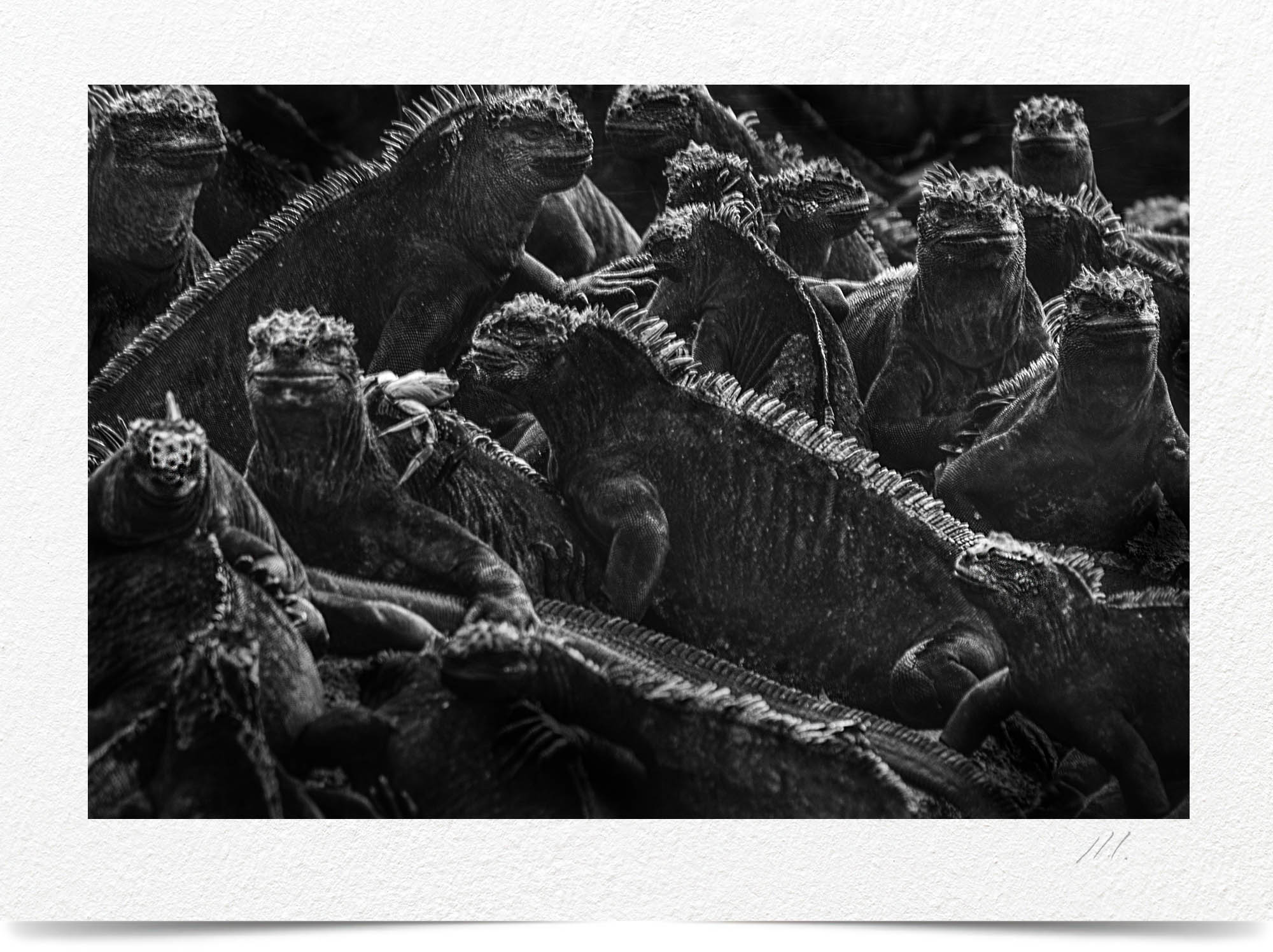 Mark Wegner, Photographer - www.markwegner.com