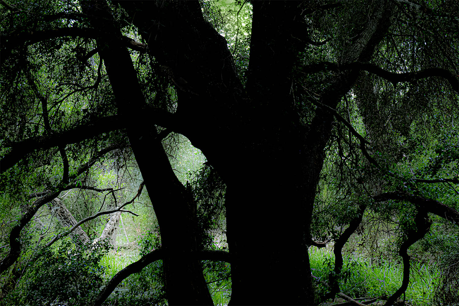 Mark Wegner, Painter/Photographer - www.markwegner.com