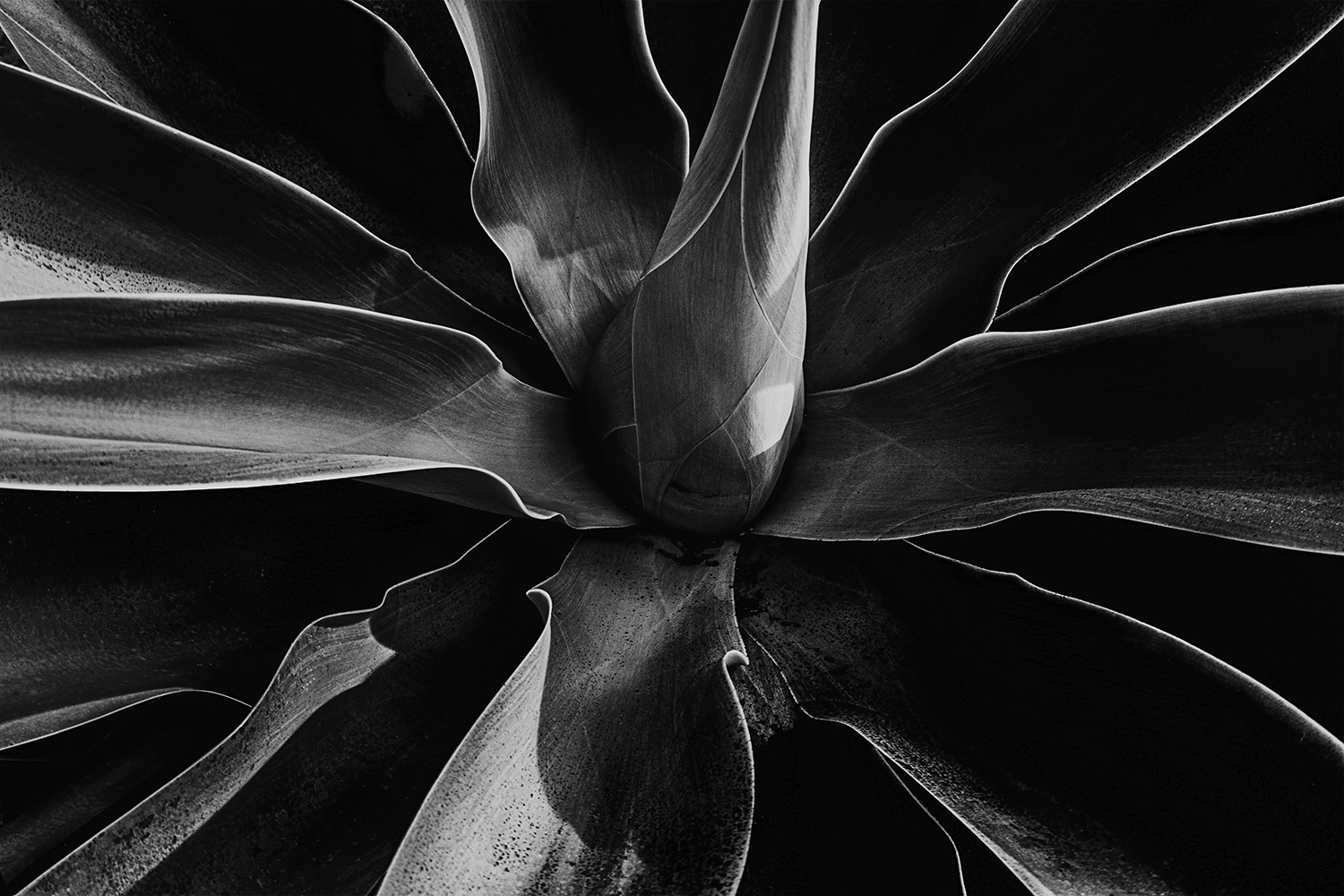 Mark Wegner, Painter/Photographer - www.markwegner.com