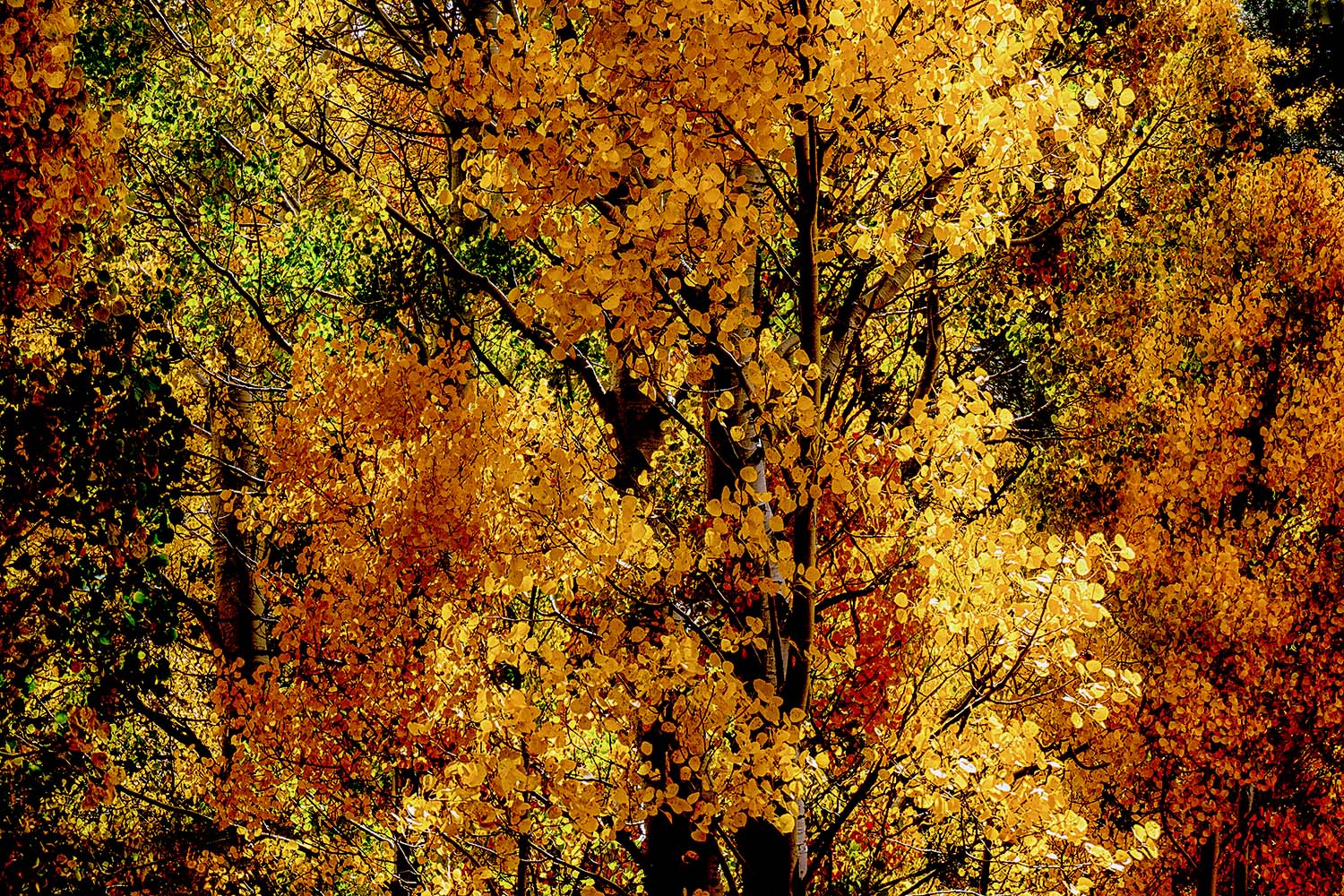 Mark Wegner, Painter/Photographer - www.markwegner.com