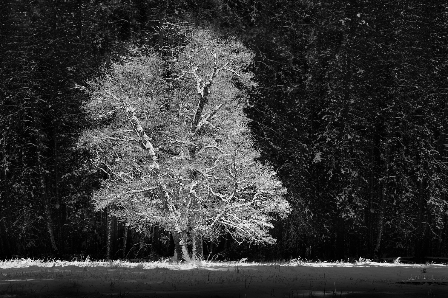 Mark Wegner, Photographer - www.markwegner.com